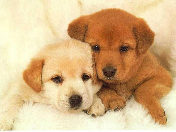 cute-puppies-pic.jpg