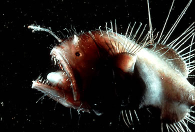 Angler Fish Reproduction