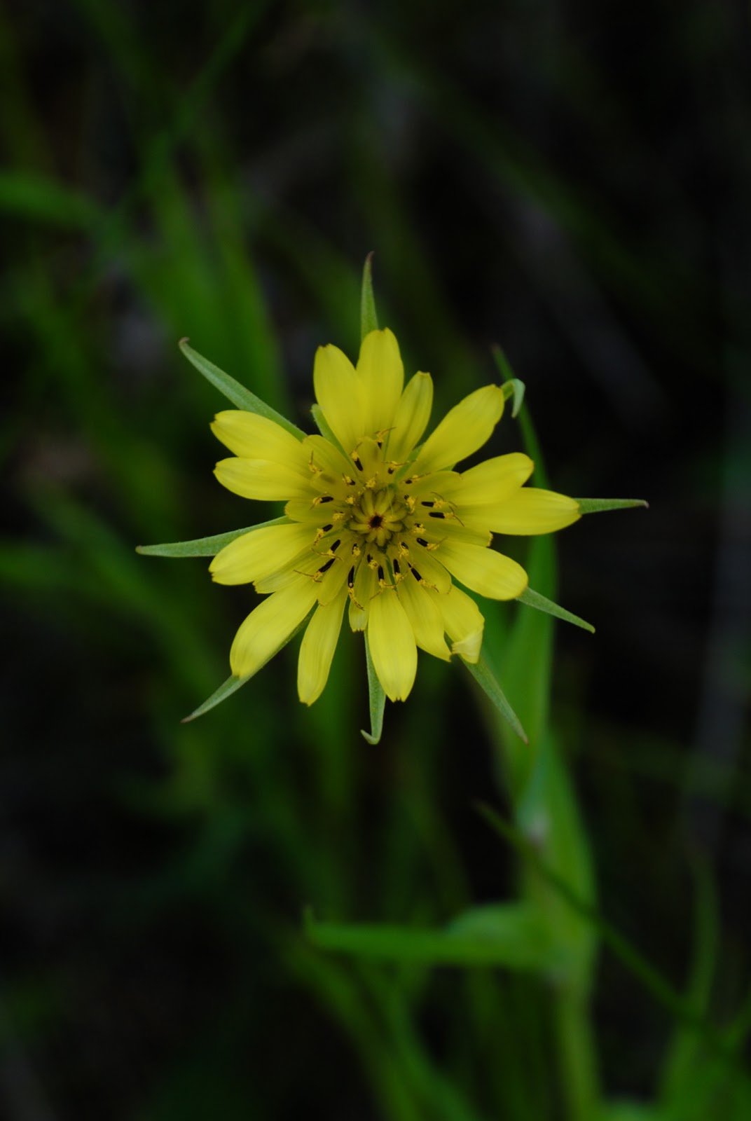 Ecology of Appalachia North Dakota Plants