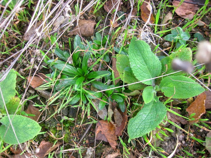 epilobium