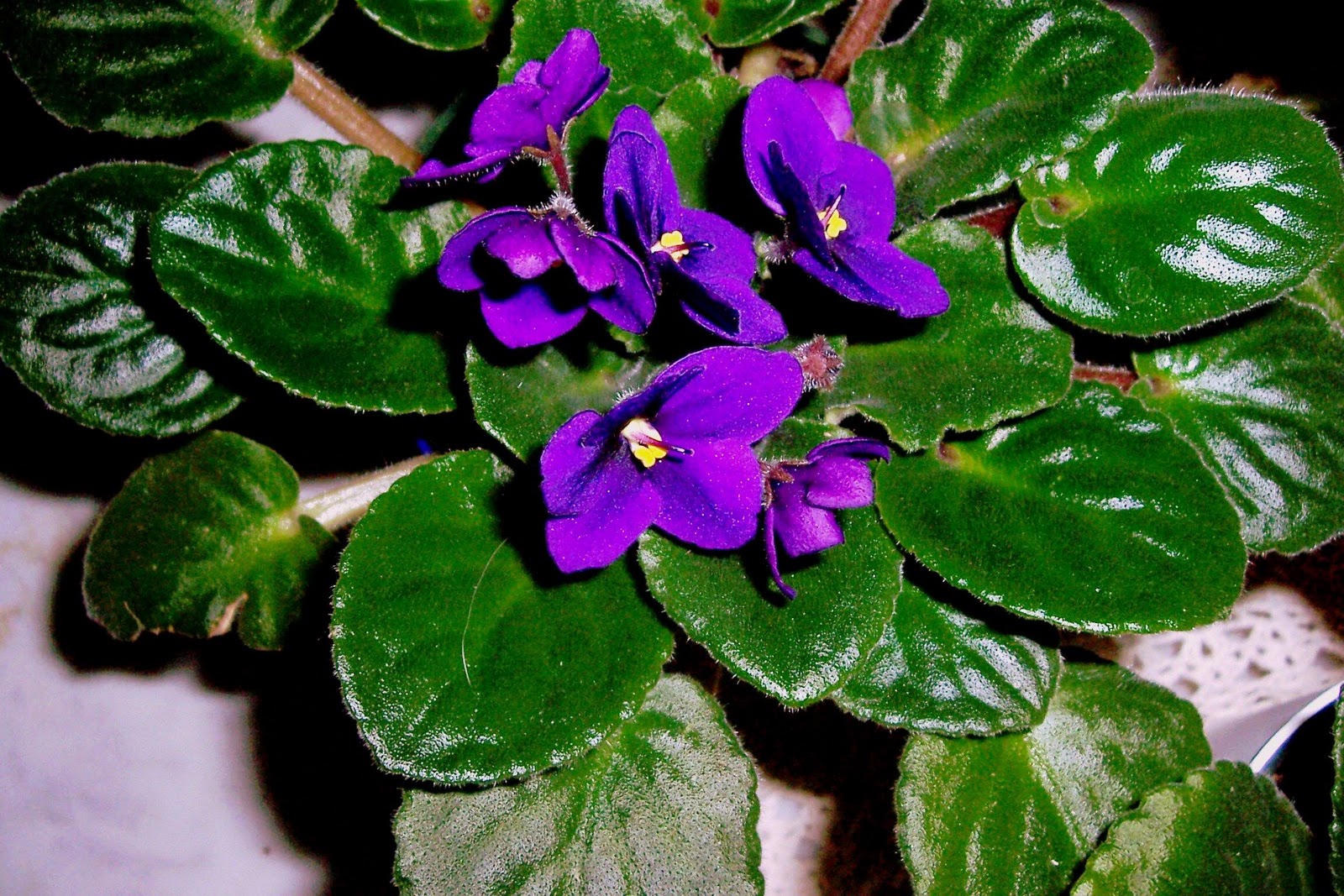 African Violet Plants | Flower Gardening