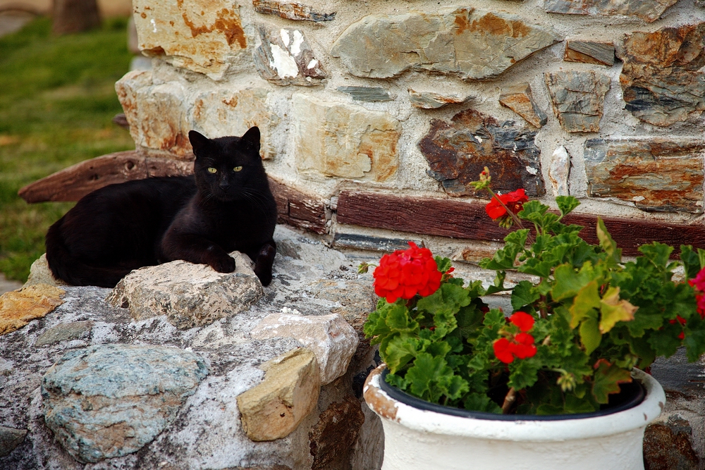 pisica alba pisica neagra film torent