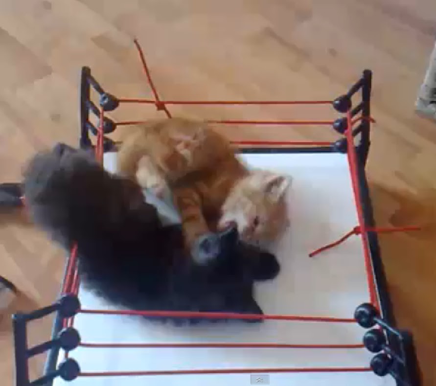Wrestling Cat