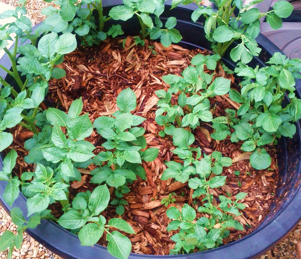 Suzy Homefaker GARBAGE CAN RED POTATOES