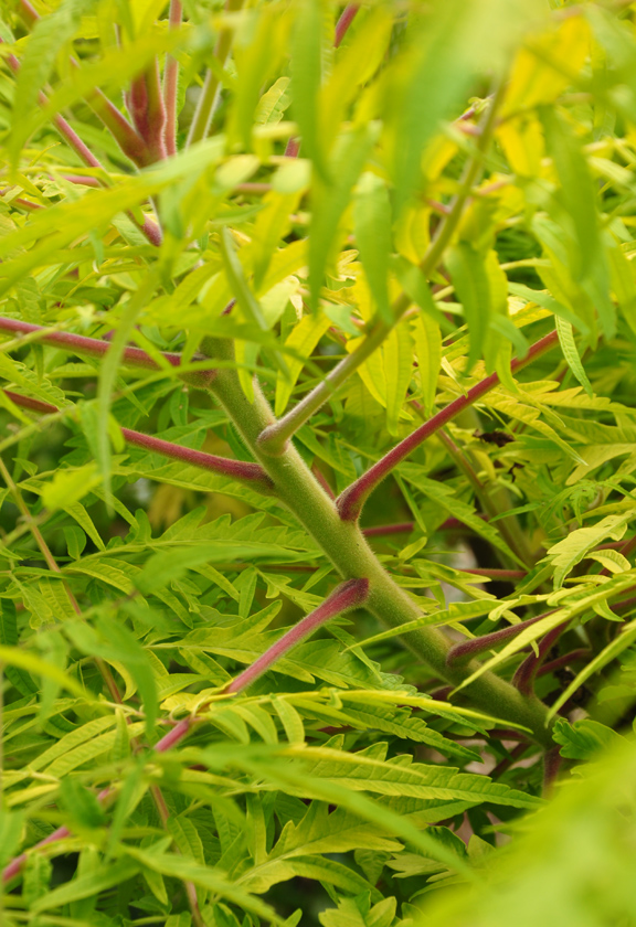 Three Dogs in a Garden A Small Garden with a Pretty Pond
