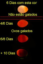 Evolução dos Ovos