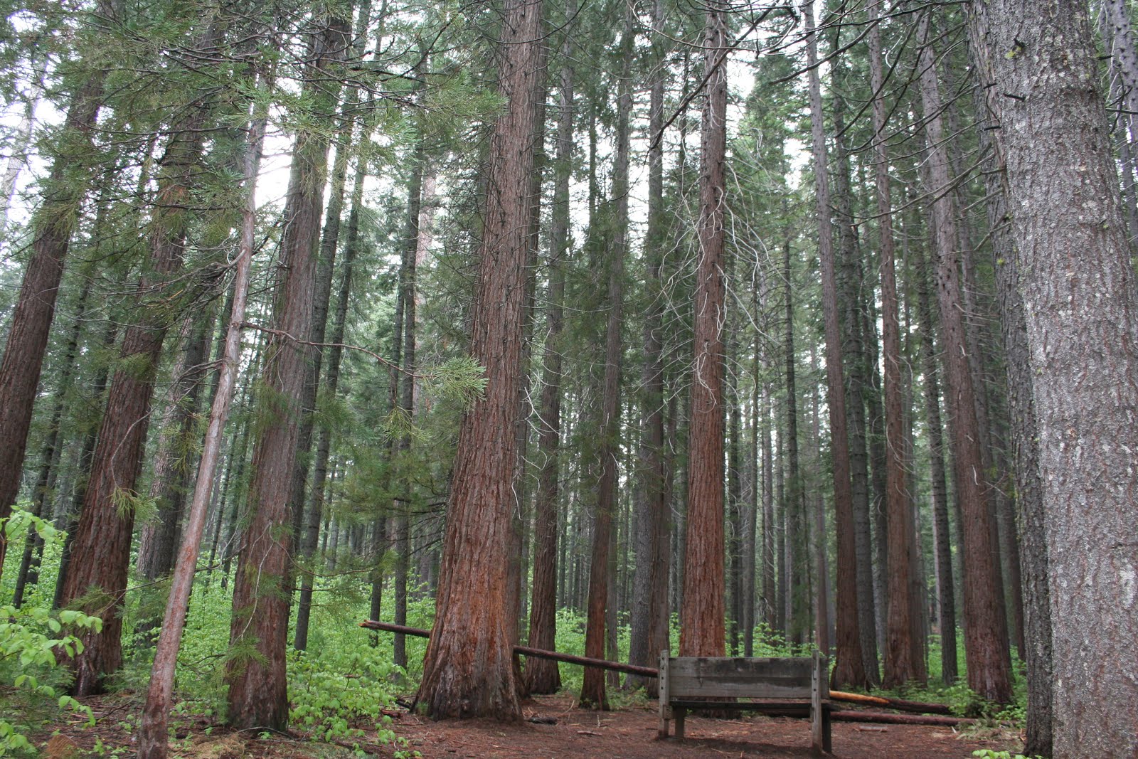 North Grove Campground Calaveras Big Trees State Park, Arnold, CA