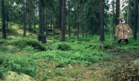 Hiding In Woods