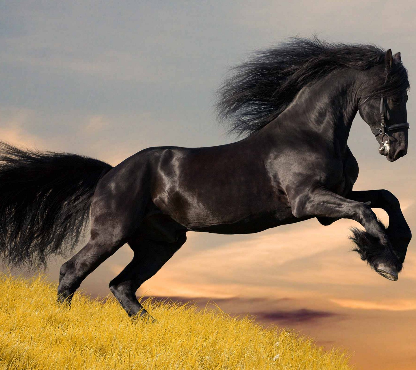 http://4.bp.blogspot.com/-mkFezm4GsP0/UQbP_ouzlrI/AAAAAAAAI-s/1TcbPlyZyaY/s1600/29-high_quality_images_Gallery_1_Android+Backgrounds_My-Galaxy-S3-Wallpaper-+Background-HD-Android.jpg