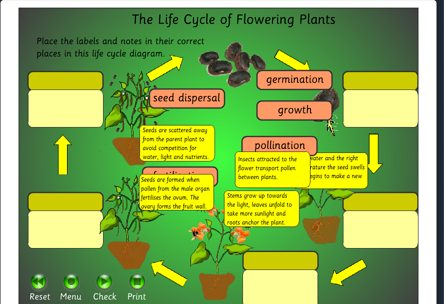 The life Cycle of Flowering plants – Learning with Los Llanetes school ...