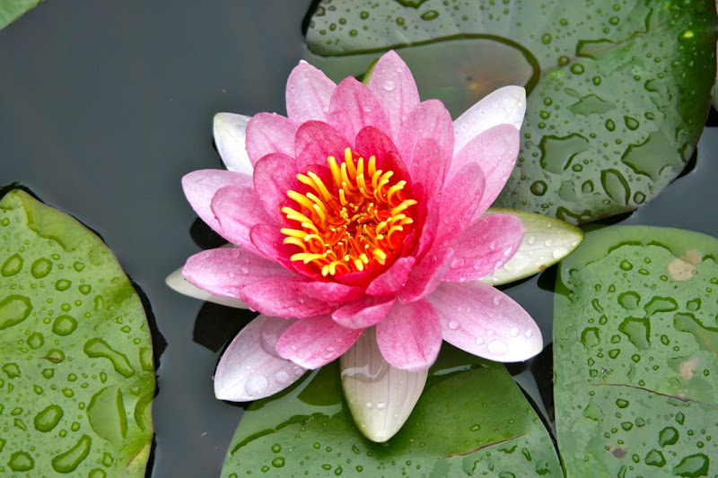 Getty Villa lily pond