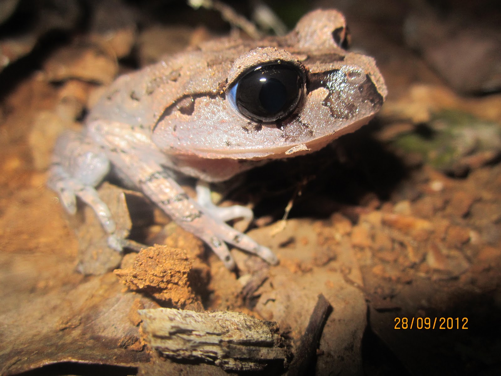Flora & Fauna Khas Hutan Hujan Tropis