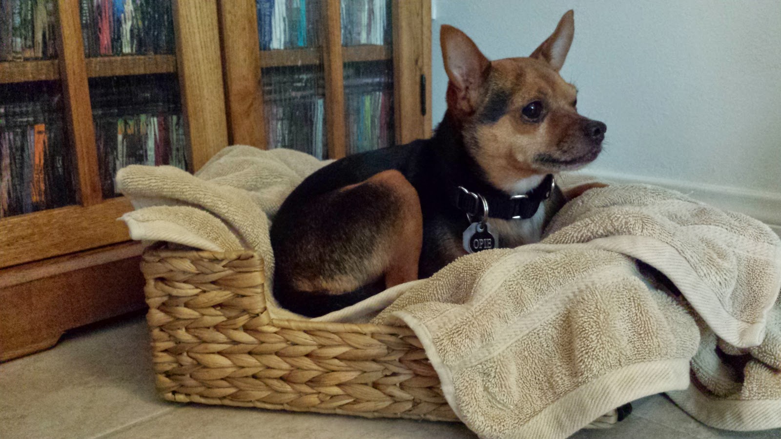 Scoops of Poops Easy Alternative Dog Bed