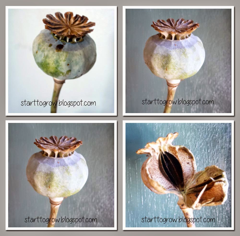 Start To Grow Growing Giant Poppies