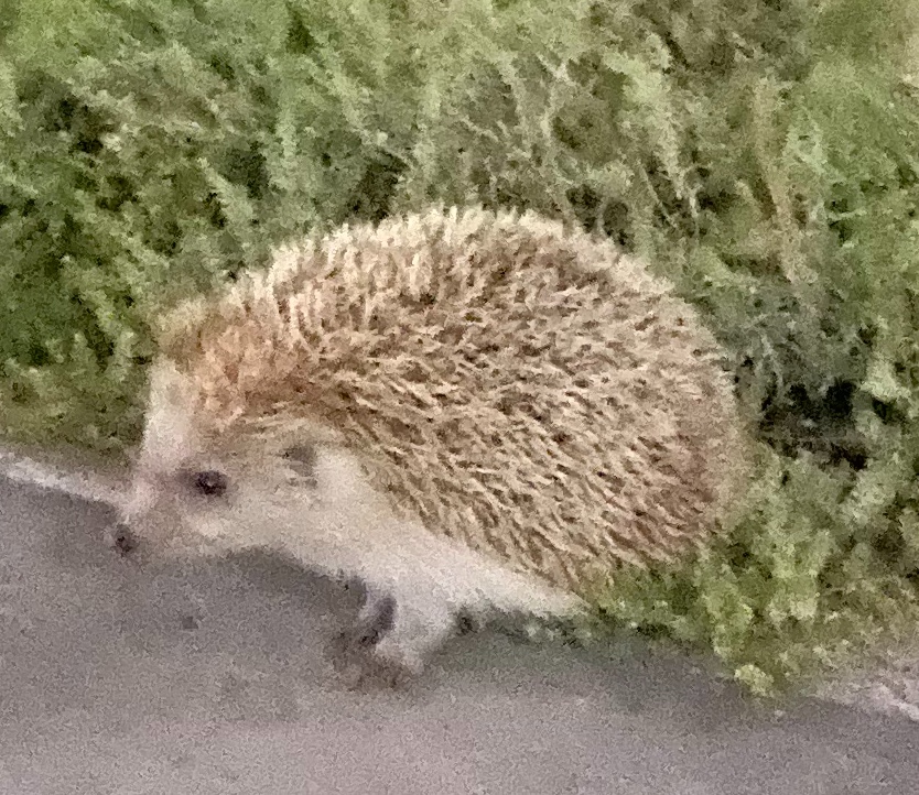 Igel