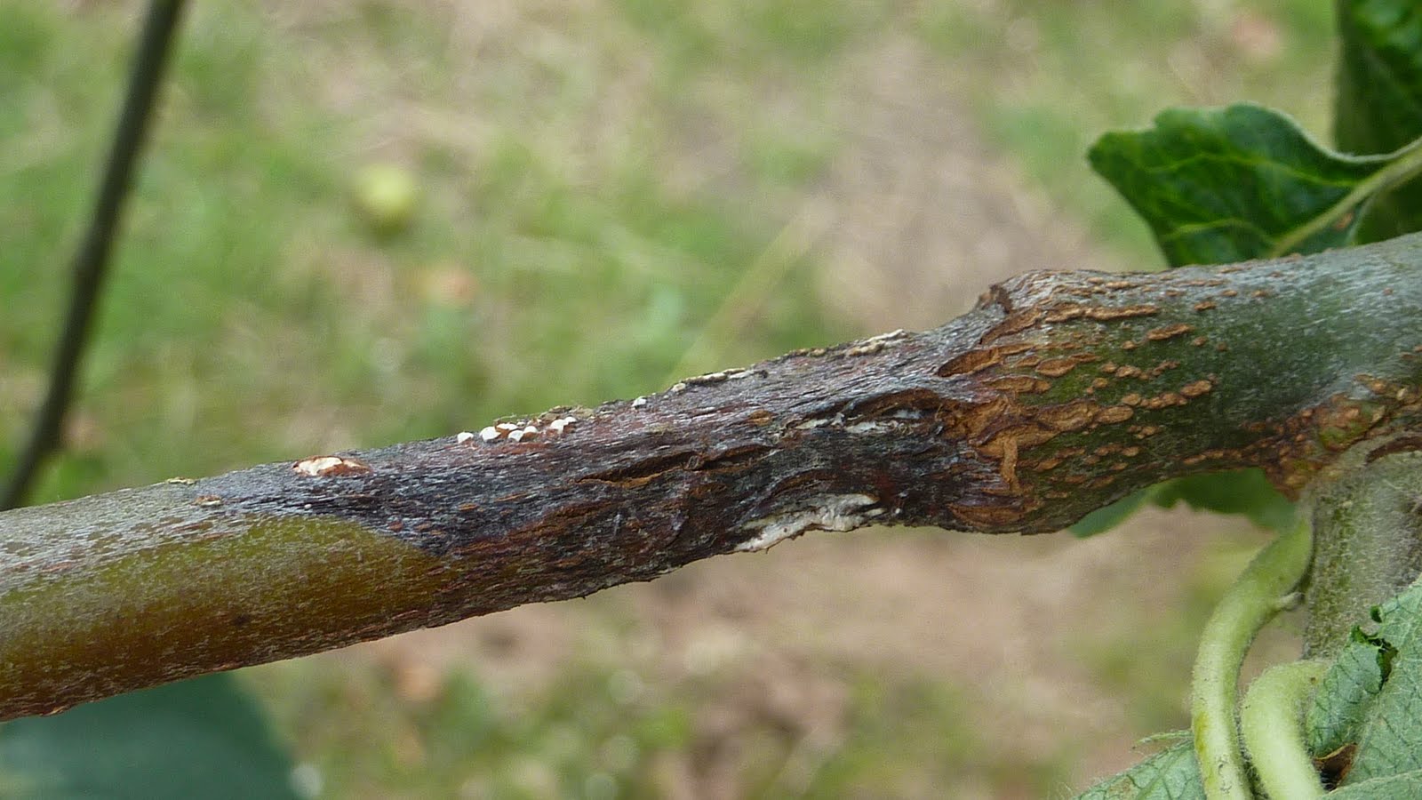 Adams Apple Trees Recognising and treating Canker on Apple trees