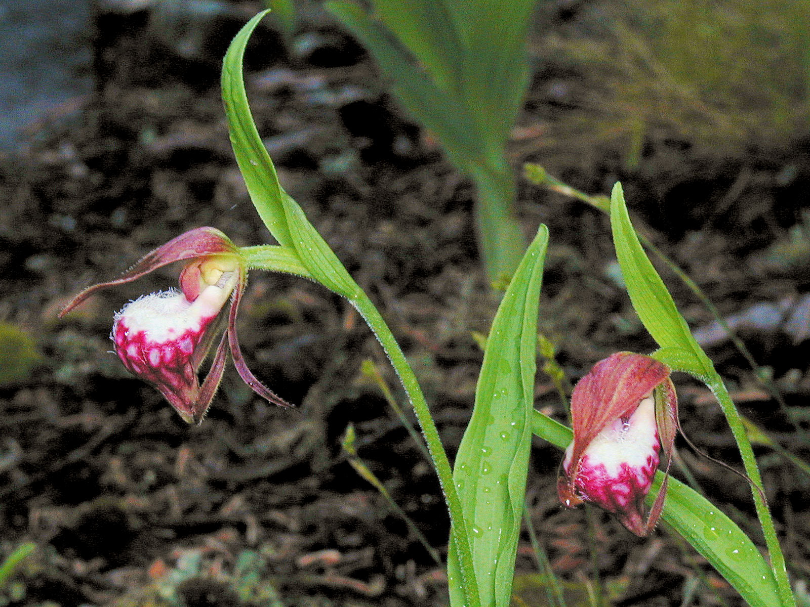 http://4.bp.blogspot.com/-mlCPyb8F6Js/Tde4gfAG75I/AAAAAAAADiI/2dsMiT86eKk/s1600/Ram%2527s-Head_Lady%2527s-Slipper_%2528Cypripedium_arietinum%2529.jpg