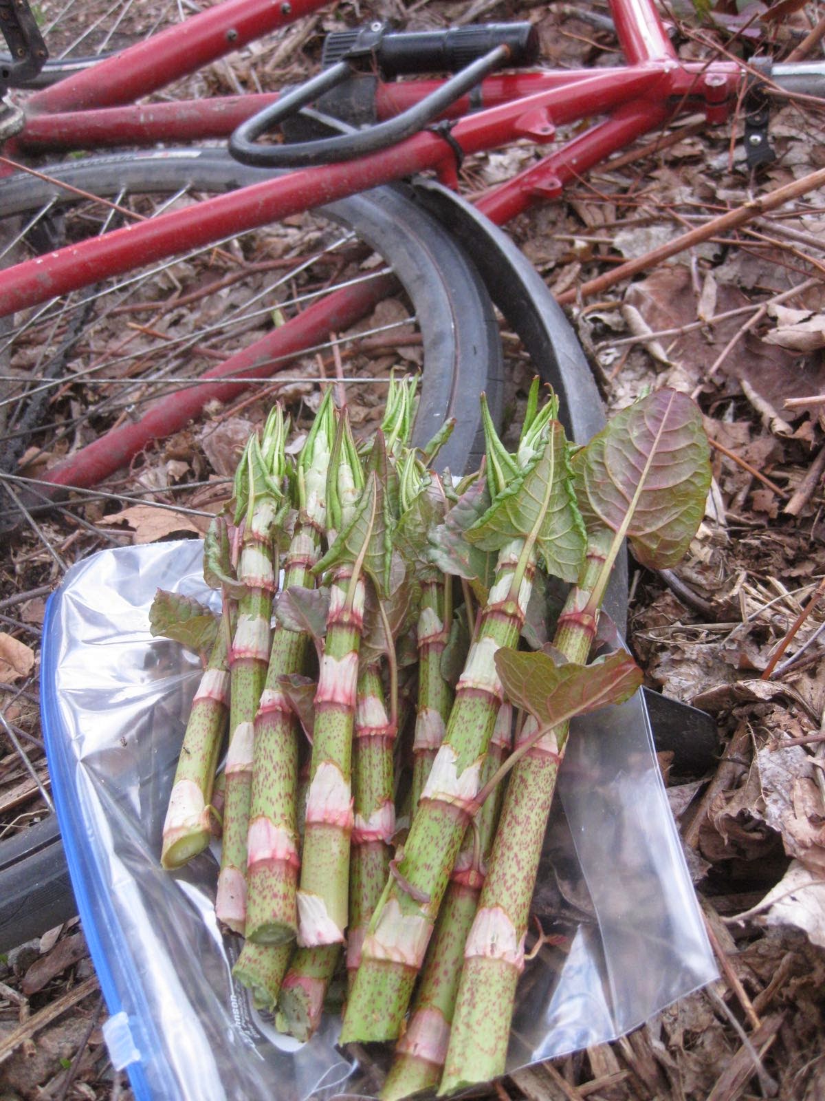 tooling up foraging the minuteman bike path spring