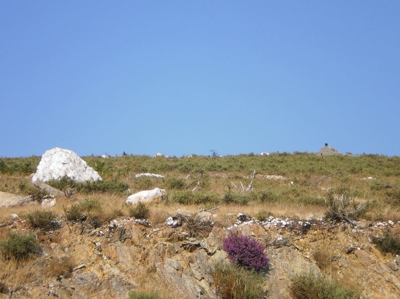 Aves pousadas nas pedras da Serra da Freita