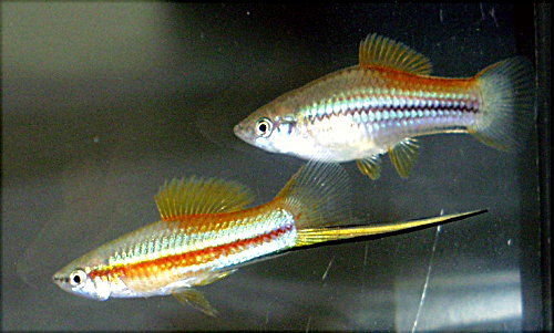 Neon Swordtail Fish