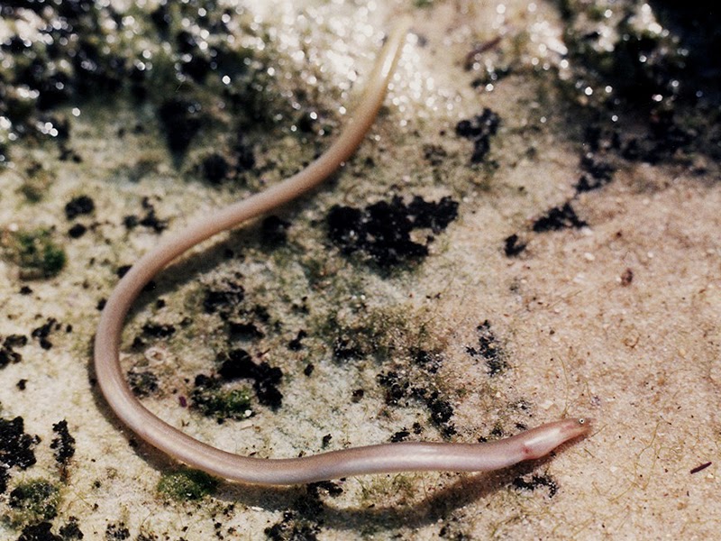 AQUATICHYK SHORTFIN WORM EEL / Scolecenchelys australis