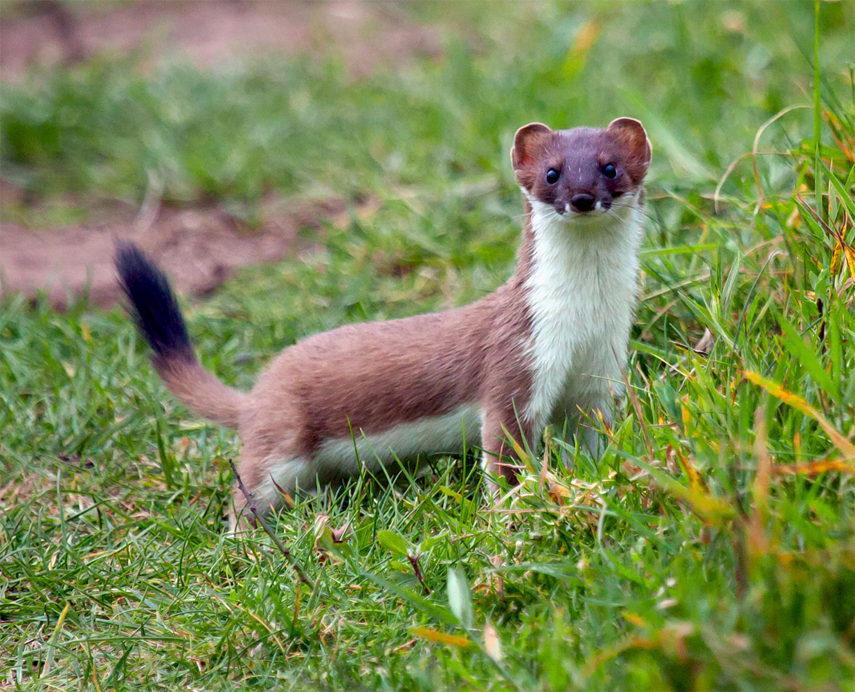 Picture Of Stoat
