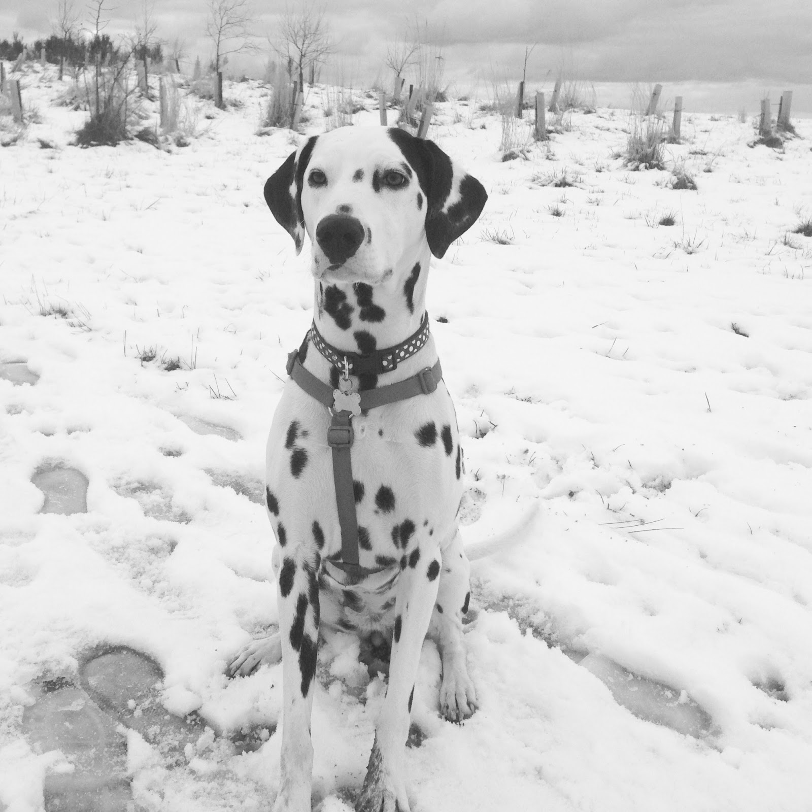 Diary of a Dalmatian Pup Fully Grown?
