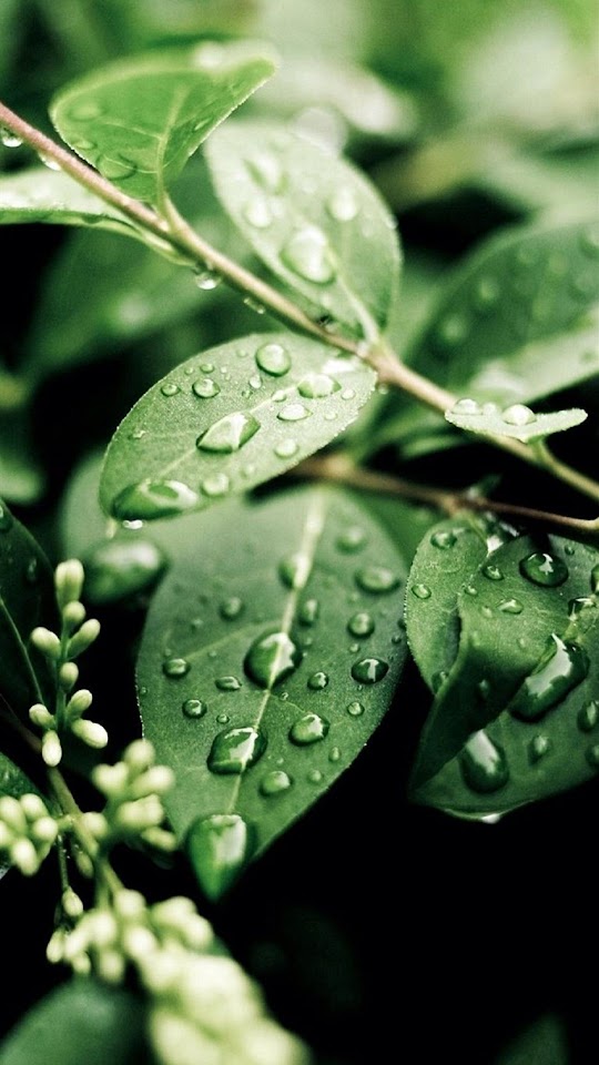 Macro Water On Green Leaves Android Wallpaper