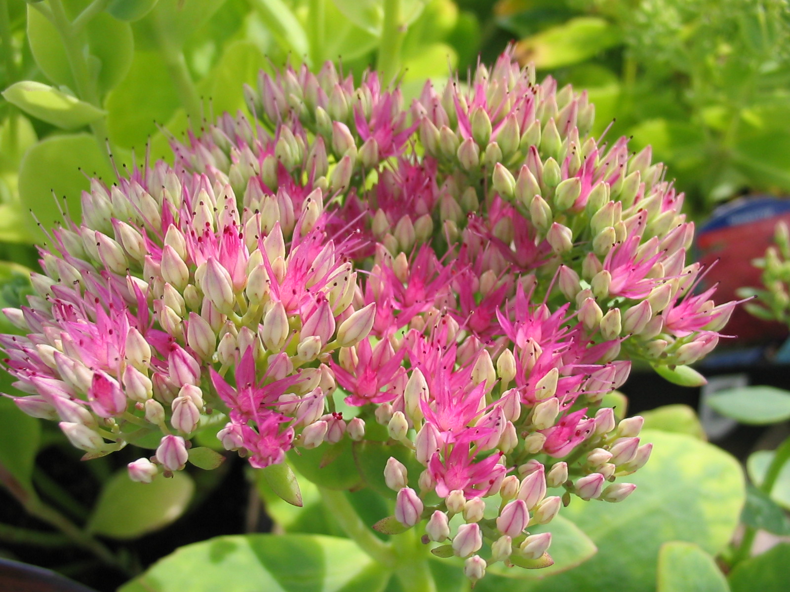 Autumn Lights Picture Autumn Joy Sedum Care