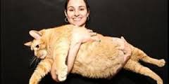 O gato mais gordo do mundo. O gato mais gordo do mundo.