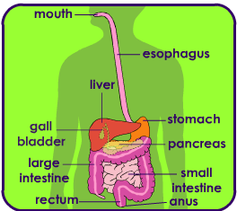 English Class - 4 th PRIMARY: 1.-OUR BODY