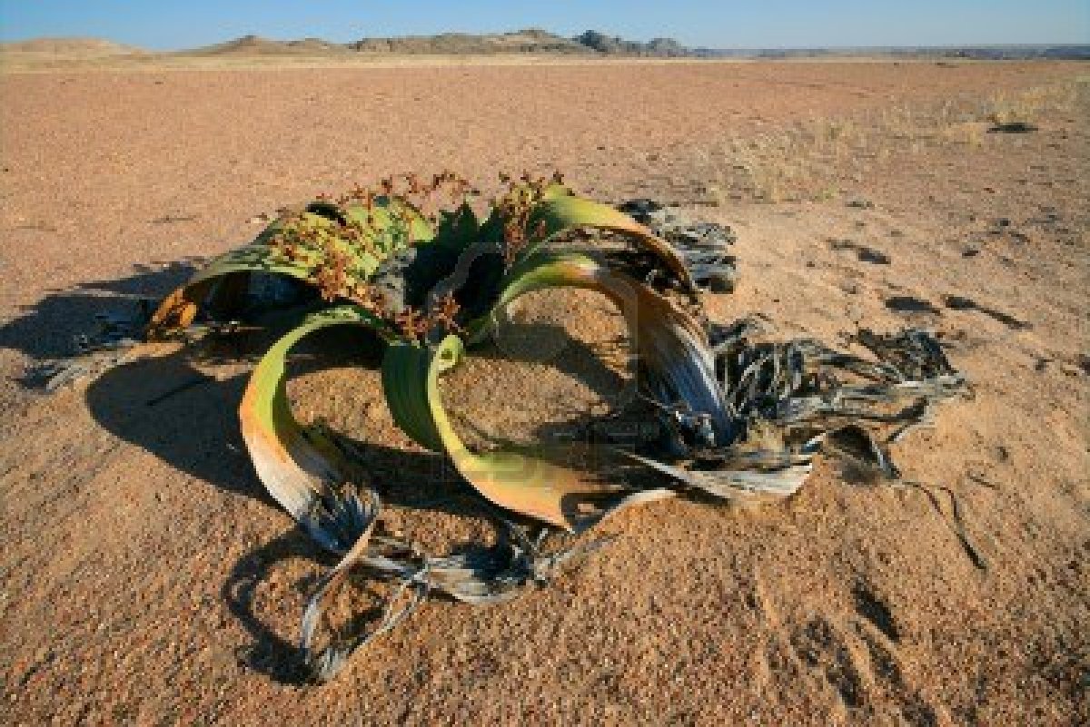 plantas que podemos encontrar en el desierto son la rosa del desierto plantas que podemos encontrar en el desierto son la rosa del desierto