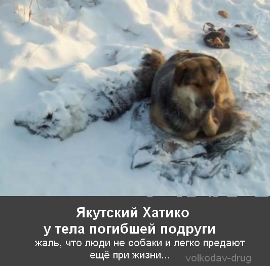 Демотиваторы про собак Демотиваторы про собак