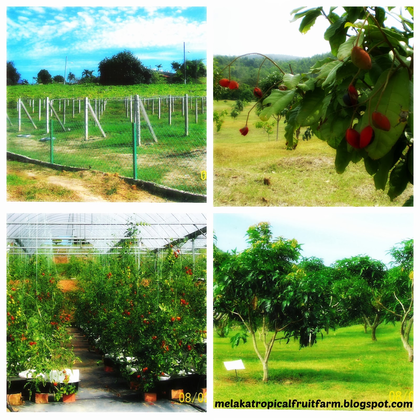 Melaka Tropical Fruit Farm ATTRACTION