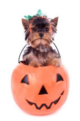 teacup yorkie costumes miniature terrier is your mini terrier ready for teacup yorkie costumes miniature terrier is your mini terrier ready for
