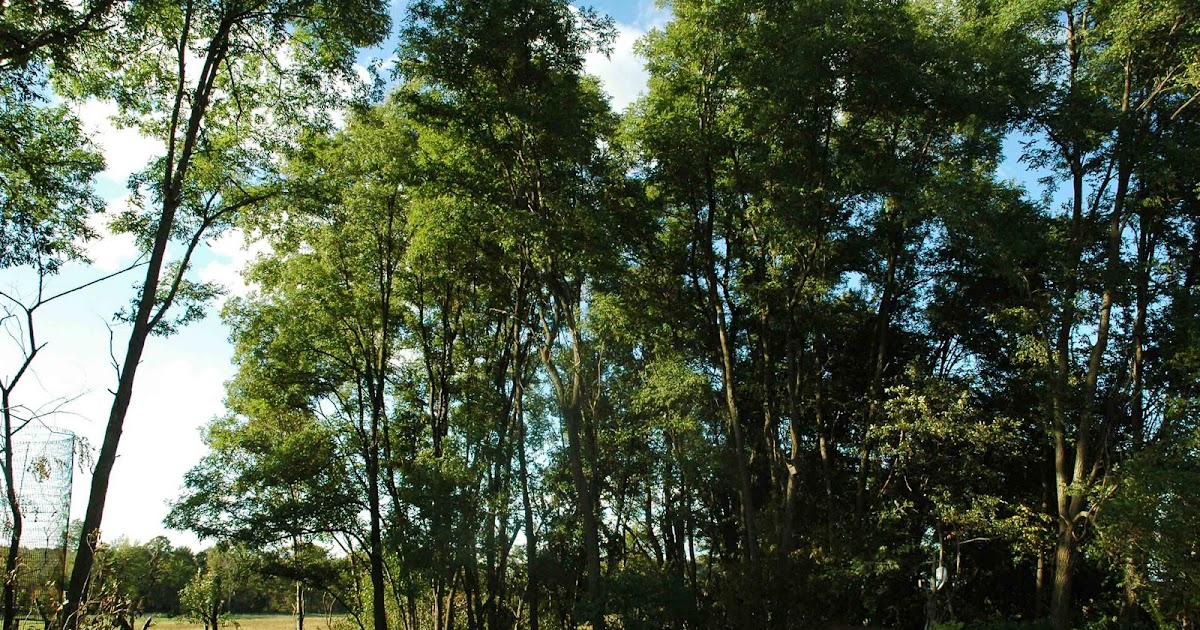 Lawnless Trials Goes Homesteading Black Locust Trees Burn Me!