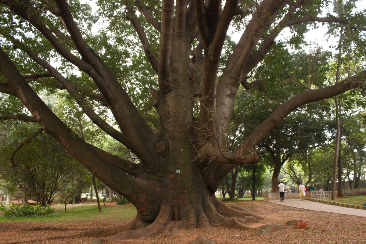 Journeys across Karnataka Gigantic SilkCotton Trees of Lalbagh