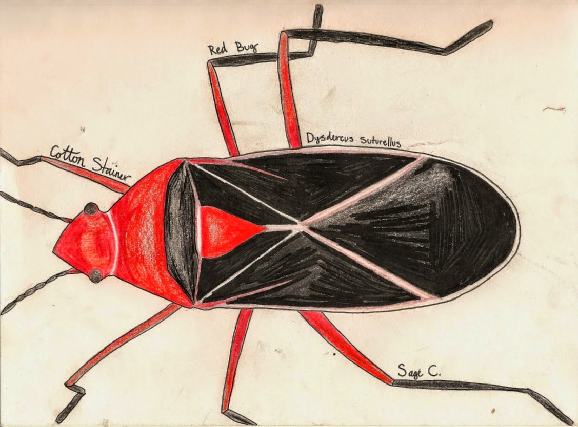 Sagerific Some art stuff