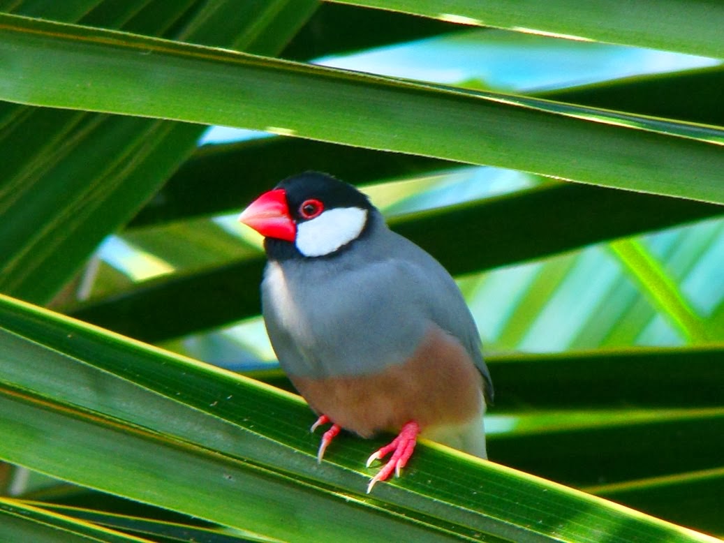 Kerala Pets Market Java Sparrow