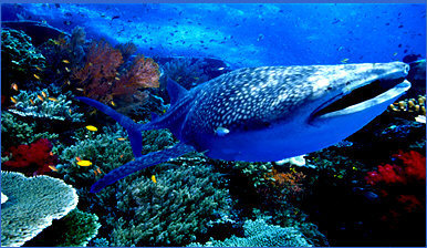Top 10 The Best Dive Sites In Southeast Asia Top 10 The Best Dive Sites In Southeast Asia