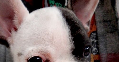 Best Wet Dog Food For French Bulldogs Best Wet Dog Food For French Bulldogs