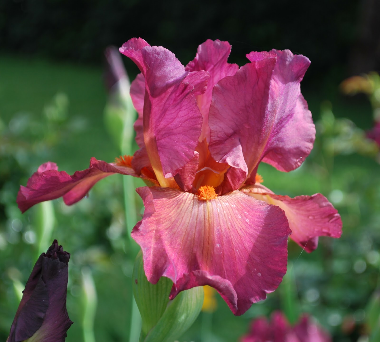 World of Irises: November 2011