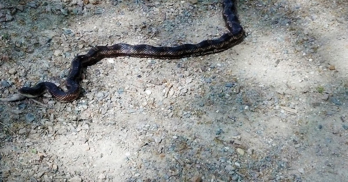 Nature Photography and Facts Texas Rat Snake