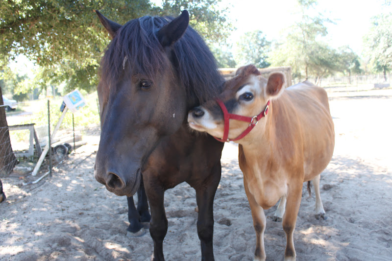 Homestead Life Horse and Cow are Friends!