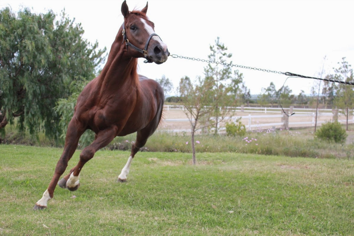 caballos cuarto d milla doma de caballos a la alta escuela caballos cuarto de caballos cuarto d milla doma de caballos a la alta escuela caballos cuarto de