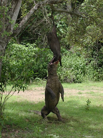 Komodo Island is the new 7 wonders of the world