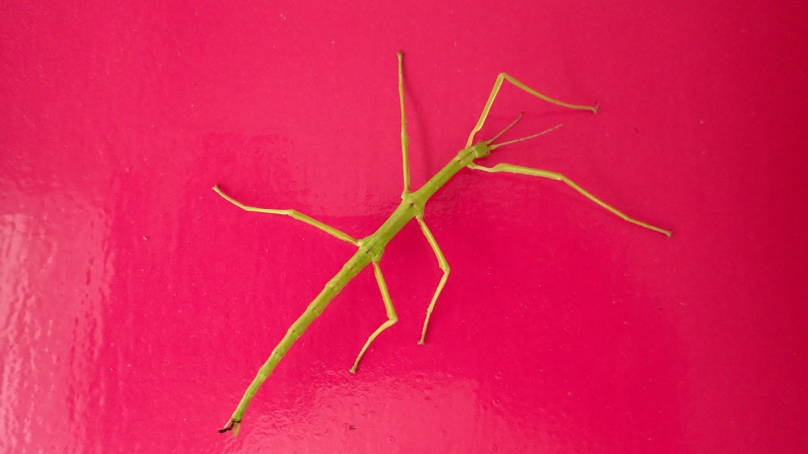 stick insect on back door