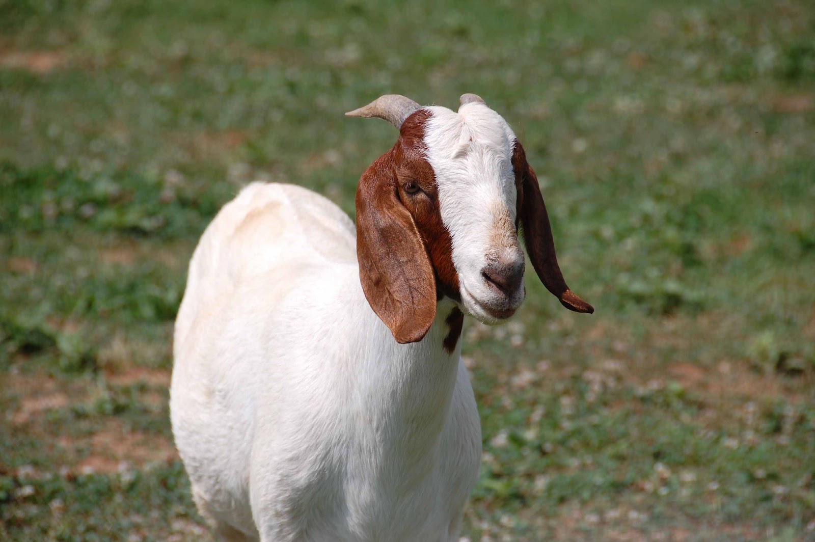 Goat Sounds