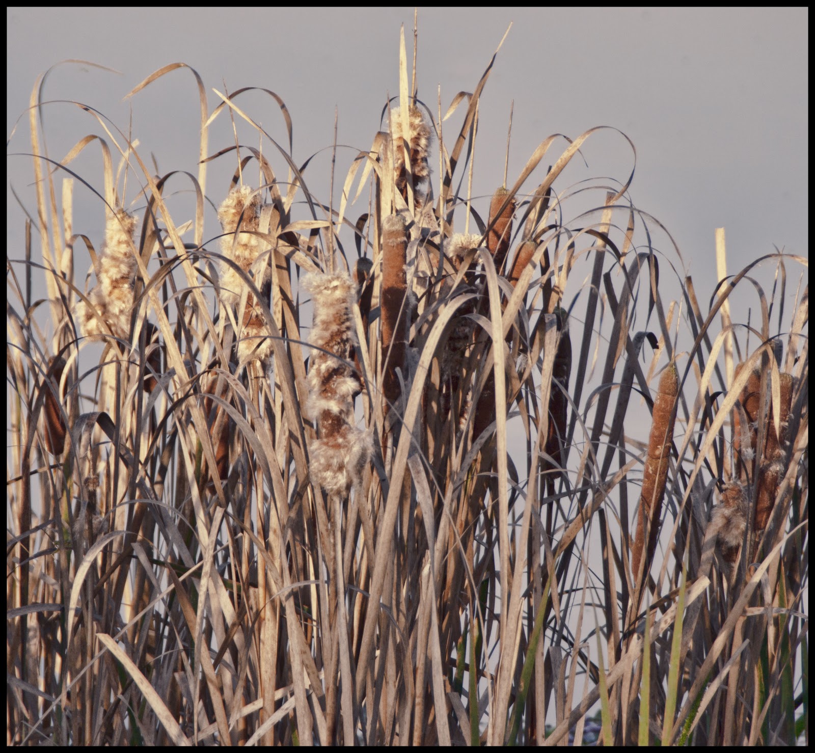 Trailer Travels Seeking Fall Foliage Camping Trip October 9