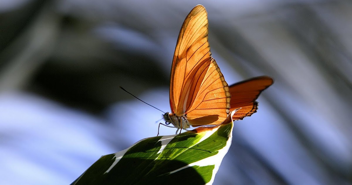 CUTE PICTURES: cute butterfly wallpaper